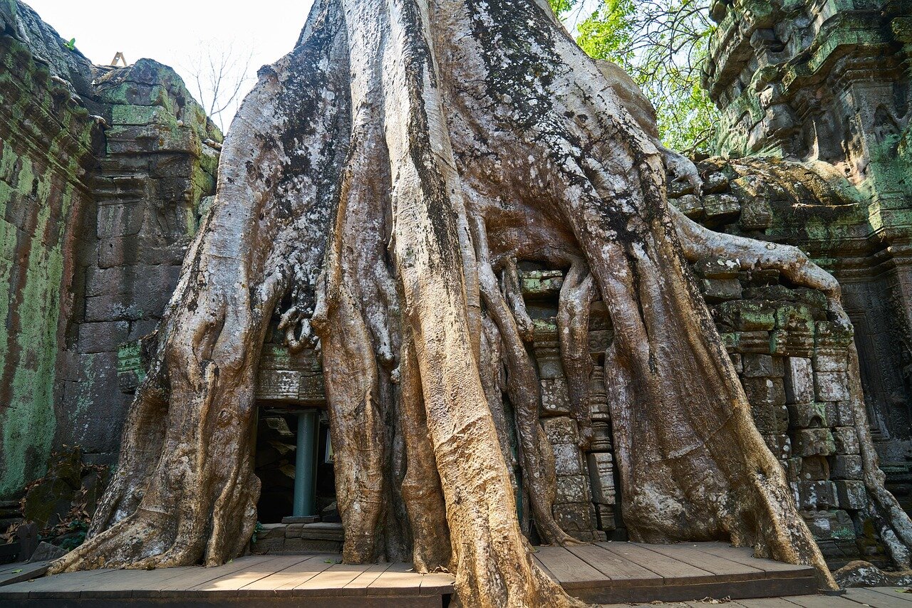 Tree Roots at the Temples Angkor Temple, Siem Reap